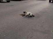  مؤثر في يافا: قطة تتفقد حالة زميلتها بعد ان تعرضت للدهس